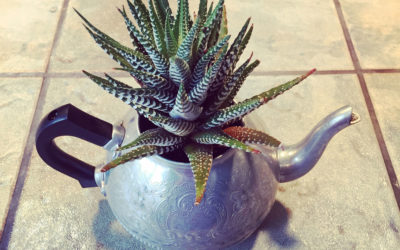 DIY: Teapot planter